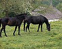 Pferde vor Amettes Pas-de-Calais