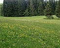 Blumenwiese bei Montpetot Doubs