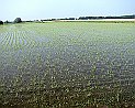 Reisfelder nach Ospetaletto Lombardei
