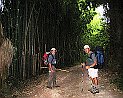 Hermann und François im Bambuswald