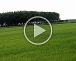 Reisfelder nach Nicorvo Lombardei