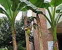 Bananenbaum in Ponte-d'Arbia